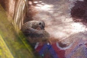 Selective focus of meerkats who are relaxing in their cages in the afternoon. photo