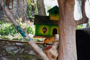 Selective focus of egyptian mongooses who are relaxing in their cages. photo