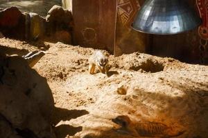 Selective focus of meerkats who are relaxing in their cages in the afternoon. photo