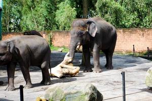 Selective focus of Sumatran elephants who are relaxing in their cages in the afternoon. photo