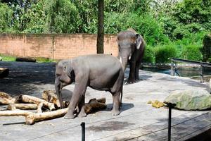 Selective focus of Sumatran elephants who are relaxing in their cages in the afternoon. photo