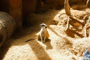 Selective focus of meerkats who are relaxing in their cages in the afternoon. photo