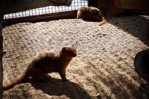 Selective focus of common dwarf mongooses that are relaxing in their dark cages. photo