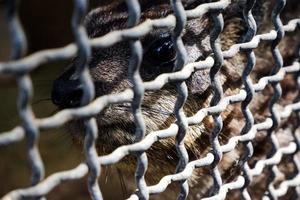 Selective focus of egyptian mongooses who are relaxing in their cages. photo