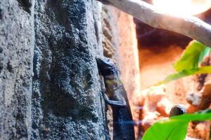 Selective focus of the blue spotted tree monitor lizard perched on top of its cage trees. photo