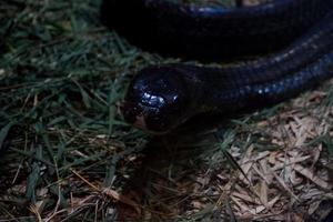 Selective focus of a king cobra that is relaxing in a dark cage. photo