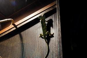 Selective focus of iguanas climbing on their dark cages. photo