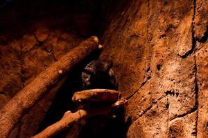 Selective focus of sleeping chinchilla in its dark cage. photo