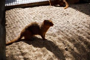 Selective focus of common dwarf mongooses that are relaxing in their dark cages. photo