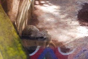 Selective focus of meerkats who are relaxing in their cages in the afternoon. photo