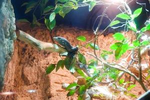 Selective focus of the blue spotted tree monitor lizard perched on top of its cage trees. photo