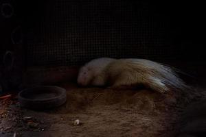 Selective focus of a sleeping javanese white hedgehog in its dark cage. photo