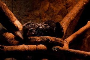 selectivo atención de dormido chinchilla en sus oscuro jaula. foto