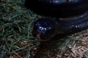 Selective focus of a king cobra that is relaxing in a dark cage. photo