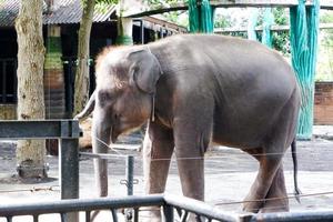 Selective focus of Sumatran elephants who are relaxing in their cages in the afternoon. photo