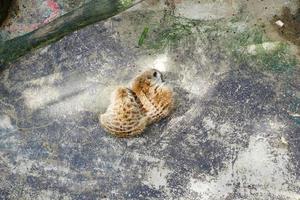 Selective focus of two meerkats who were sleeping in their cages in the afternoon. photo