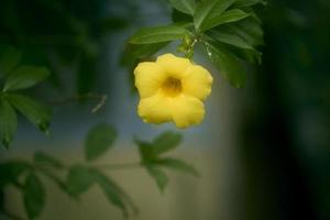 cerca arriba de allamanda cathartica o amarillo trompeta flor en el jardín con Copiar espacio. común trompeta completamente floreció amarillo flor dentro de un botánico jardín en otoño. foto