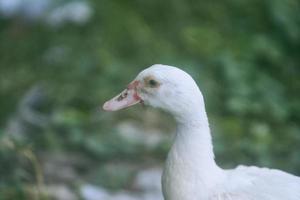 Close up of white duck head with green grass background. Pure white small duck with pink bake. Detail of the duck neck and beak. Selective focus. photo