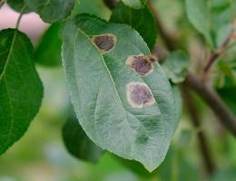 Apple tree branch with green leaves affected by a fungal disease rust. Deficiency or excess of elements and microelements of plant nutrition, disease. Rust spots of fungal disease on an apple tree. photo