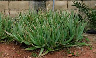 plantación de medicinal áloe vera plantas creciente en granja. áloe vera es útil planta para piel y pelo cuidado, usado en productos cosméticos y alternativa medicina foto