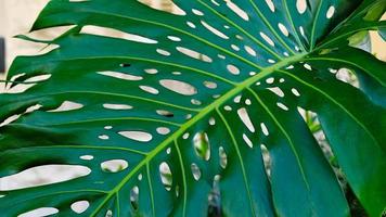 Green leaves of plant Monstera grows in wild climbing tree jungle, rainforest plants evergreen vines bushes. photo