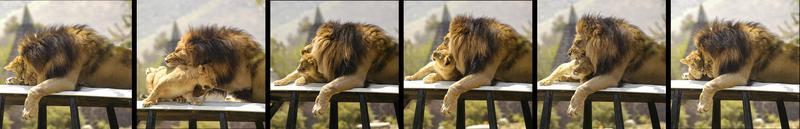 Sequence of photos showing father lion bonding with his cub.