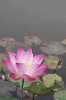 vintage style lotus pond for background
