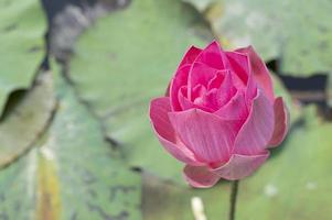 vintage style lotus pond for background photo