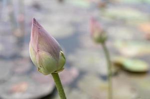 Lotus pond in the garden with blurred background photo
