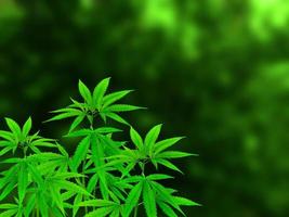 Marijuana plant isolated on blurred green background. photo