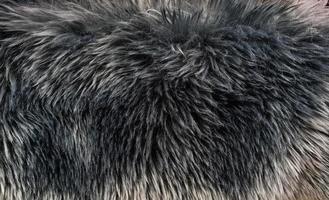 top view of fur Fur pattern background. Texture of shag. Wool texture. Imitation fur close-up. photo