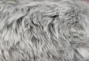 top view of fur Fur pattern background. Texture of shag. Wool texture. Imitation fur close-up. photo
