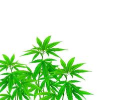 Cannabis plants that can be separated on the white background photo