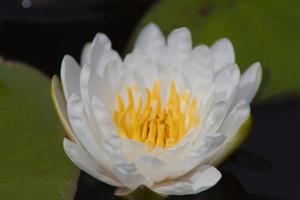loto flor, agua lirio foto