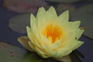 loto flor, agua lirio foto