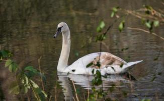 hermosa cisne en lago foto