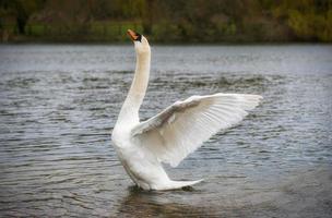 Beautiful swan in the park photo