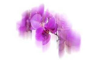 Blurred background of pink orchid. Blurred flower on a white background. photo