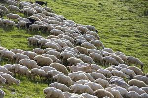 Herds of sheep graze on the slopes of the mountains. photo