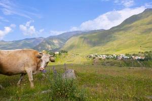 A cow grazes in a mountainous area, against the backdrop of beautiful landscapes. Cow in the mountains. photo