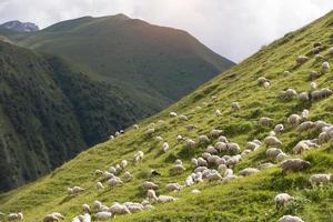 Herds of sheep graze on the slopes of the mountains. photo