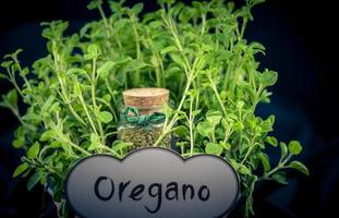 orégano origanum vulgar delicioso cocina hierbas foto