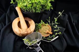 oregano origanum vulgar delicious kitchen herbs photo