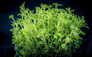 oregano origanum vulgar delicious kitchen herbs photo