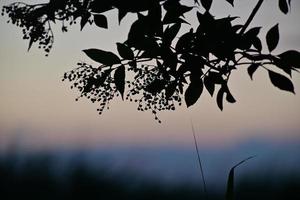 Silhouette of an elderberry branch against a colouful blurred background photo