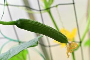 Growing cucmber on the shrub in the greenhouse as a closeup photo