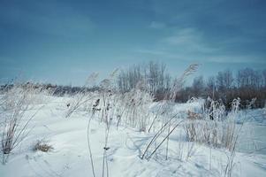 un frío invierno día. sucursales, madera a la deriva, antiguo arboles nieve en otoño hojas. foto