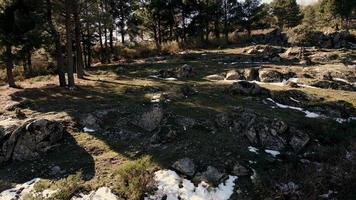 fliegend Über ein Wald im Winter Jahreszeit video