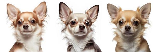 Chihuahua on white background photo