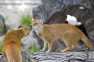 Yellow mongoose in the wild photo